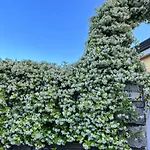 فندق مبيت وإفطار Costanza Sorrento